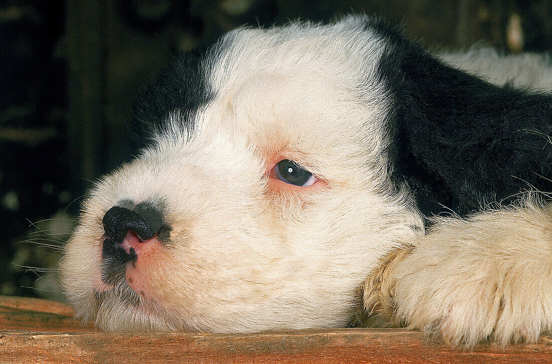 BOBTAIL DOG OR OLD ENGLISH SHEEPDOG, PUP RESTING