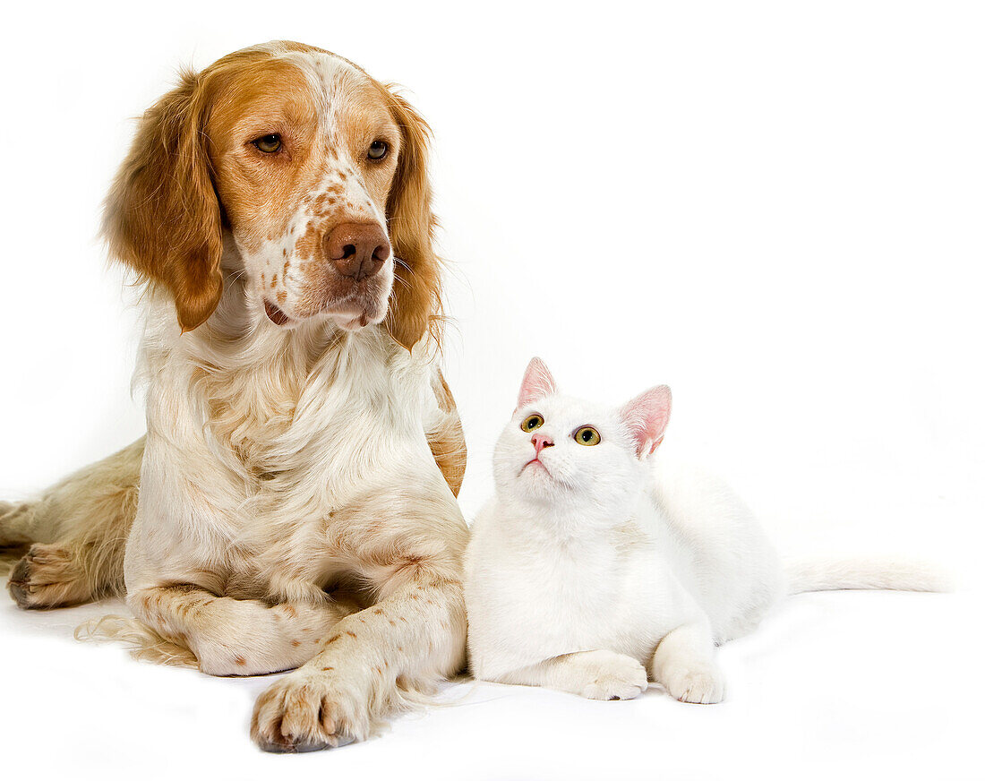 Cinnamon Color French Spaniel Male Dog and White Domestic Cat