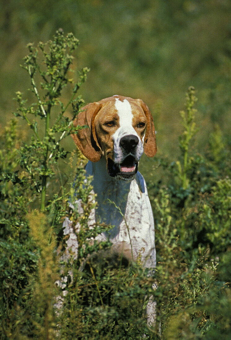 Zeigerhund im Feld stehend