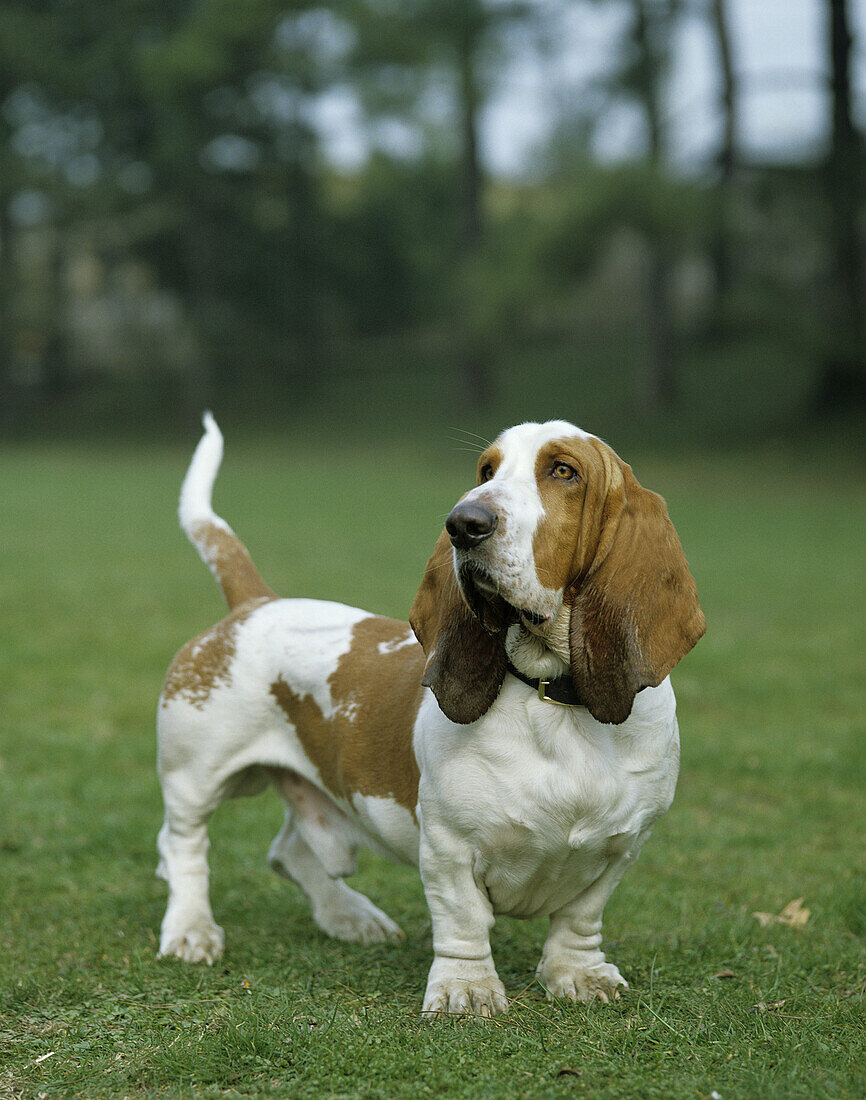 Male Basset Hound, Dog standing on Lawn