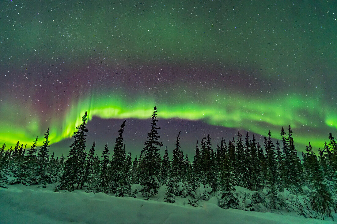 A band of subtly coloured aurora over the snowy trees of the northern boreal forest, Churchill, Manitoba. This was Feb 9/10, 2019. Cassiopeia is at left. This is looking north.