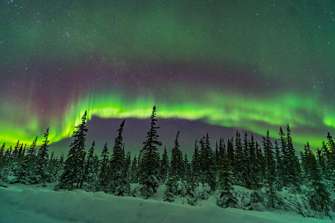 Ein Band von subtil gefärbten Aurora über den verschneiten Bäumen des nördlichen borealen Waldes, Churchill, Manitoba. Dies war am 9/10. Februar 2019. Kassiopeia ist links. Dieser Blick geht nach Norden.