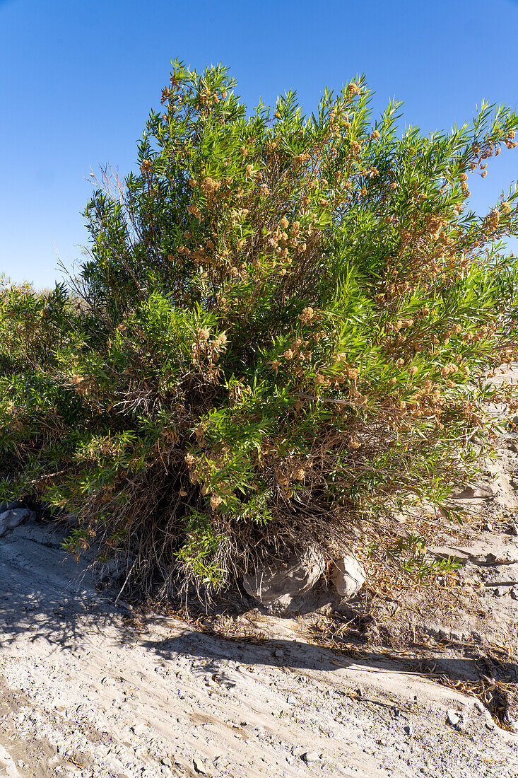 Chilca or Mulefat, Baccharis salicifolia, a shrub in Ischigualasto Provincial Park, San Juan Province, Argentina.