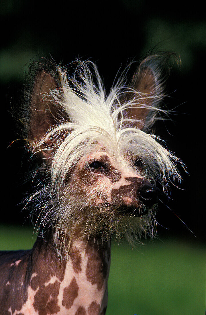 CHINESISCHER KRESTENHUND, PORTRAIT EINES ERWACHSENEN