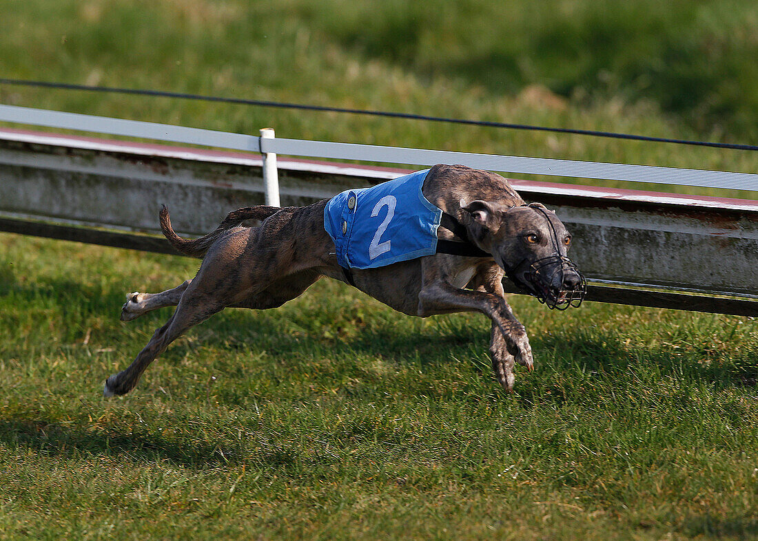 Greyhound Dog running, Racing at Track