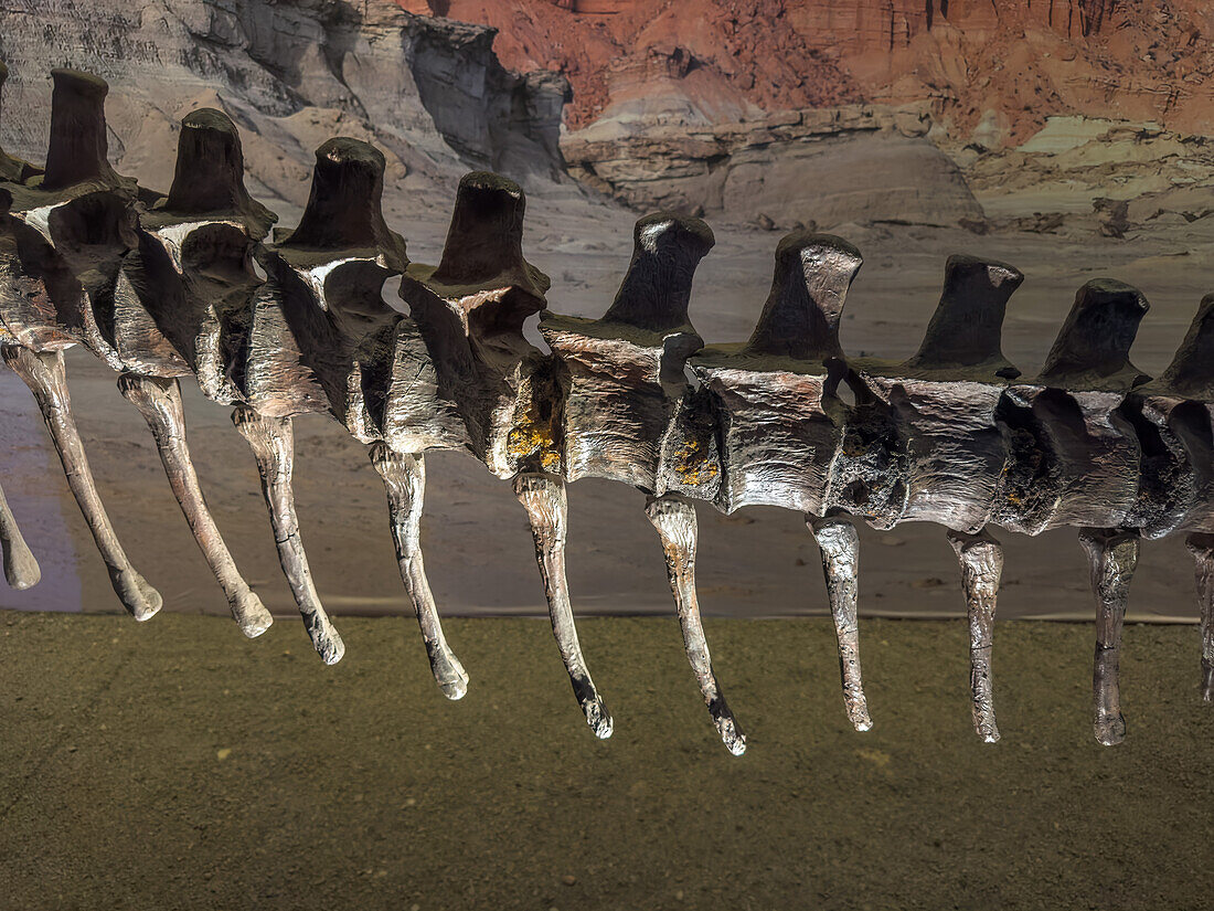 Skeleton of Sanjuanasaurus gordilloi, a dinosaur from the Triassic Period in the museum of Ischigualasto Provincial Park in Argentina.