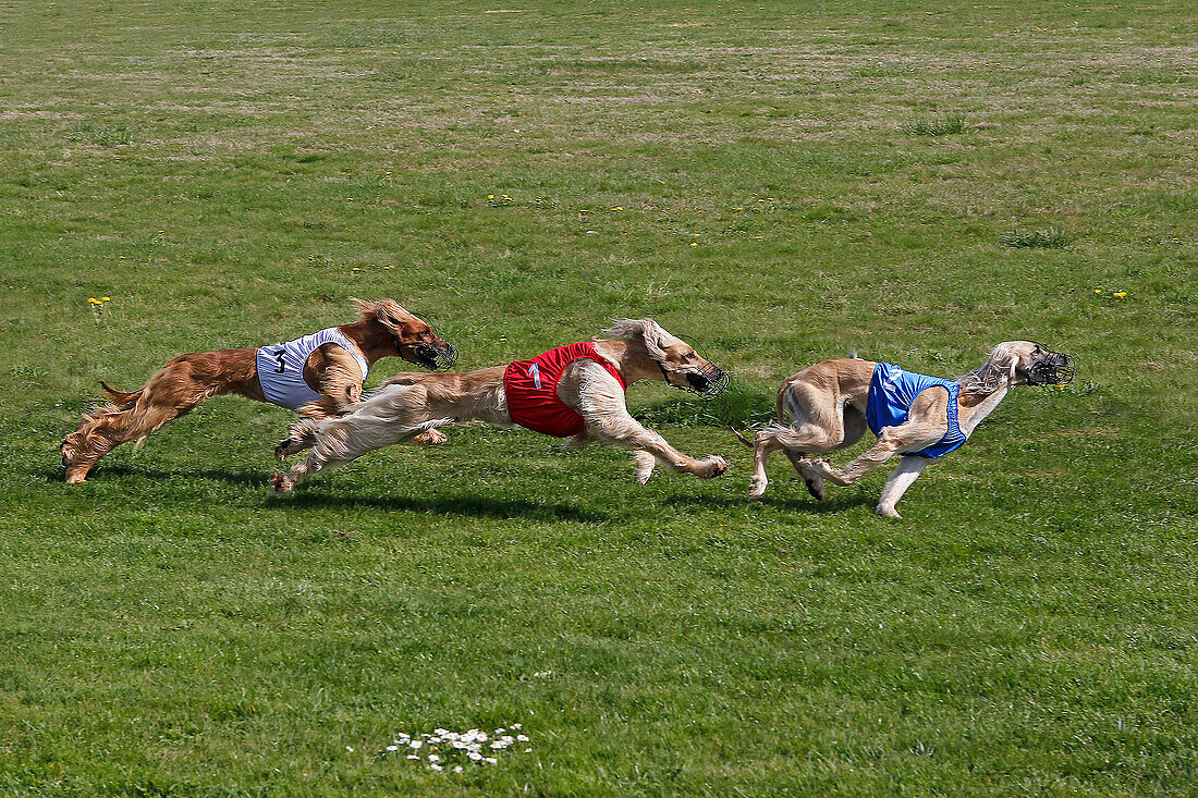 Afghanische Jagdhunde beim Rennen, Rennen auf der Rennbahn