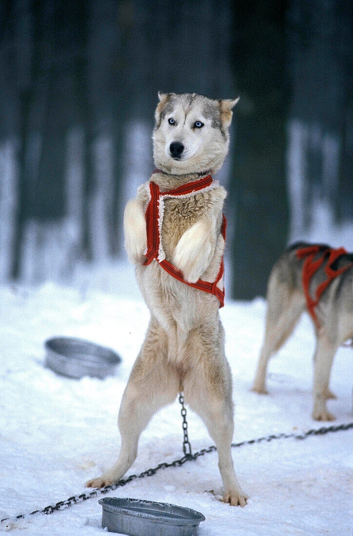 SIBERIAN HUSKY, ADULT STANDING ON HIND LEGS, SLED DOG WAITING TO GLIDE