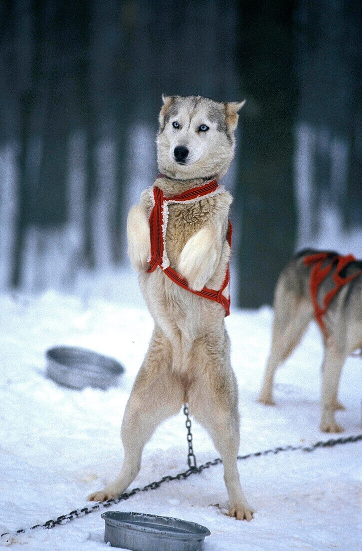 SIBERIAN HUSKY, ERWACHSENER AUF DEN HINTERBÄNGEN STEHEND, SCHLITTENHUND WARTET AUF GLEITUNG