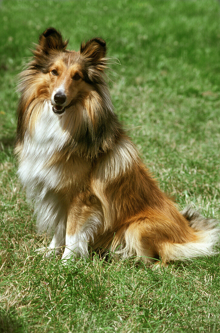 Shetland Sheepdog sitting on Grass