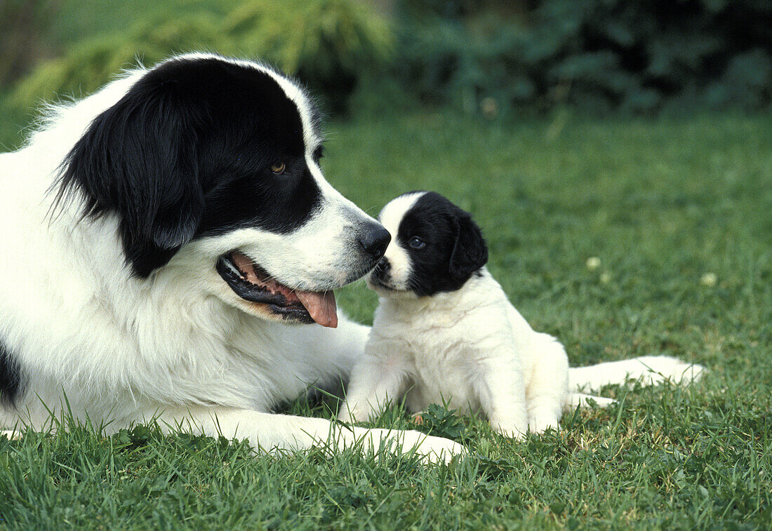 Landseer Hund, Mutter mit Welpe