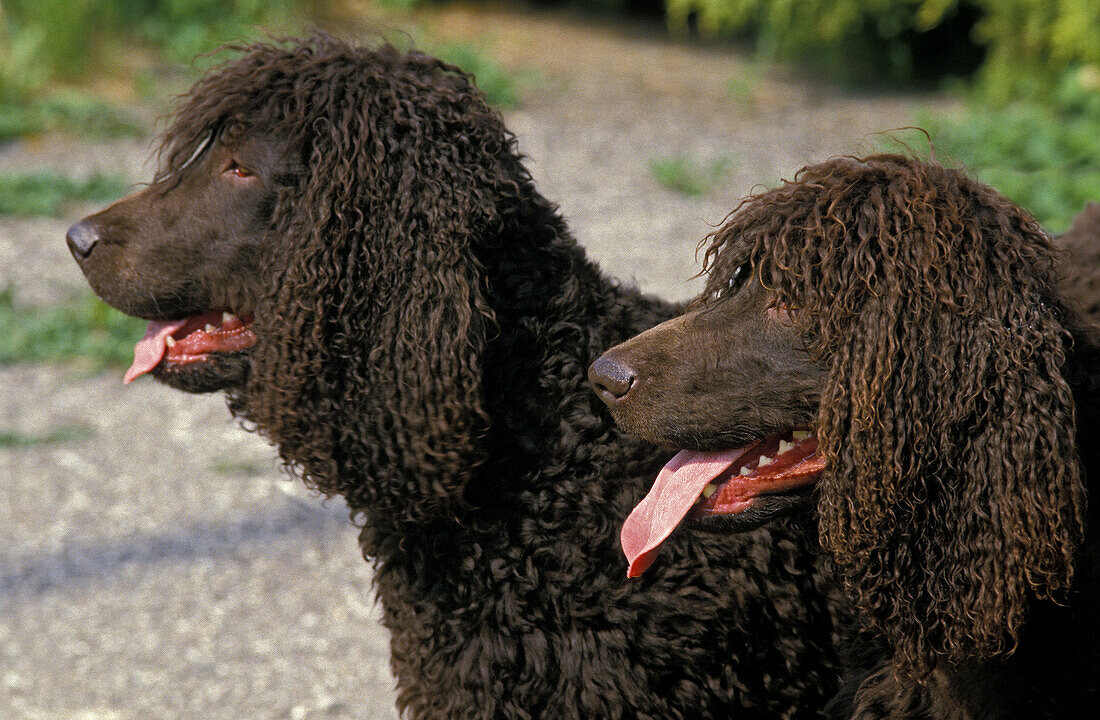 Irish Water Spaniel Hund, Portrait eines Erwachsenen mit herausgestreckter Zunge