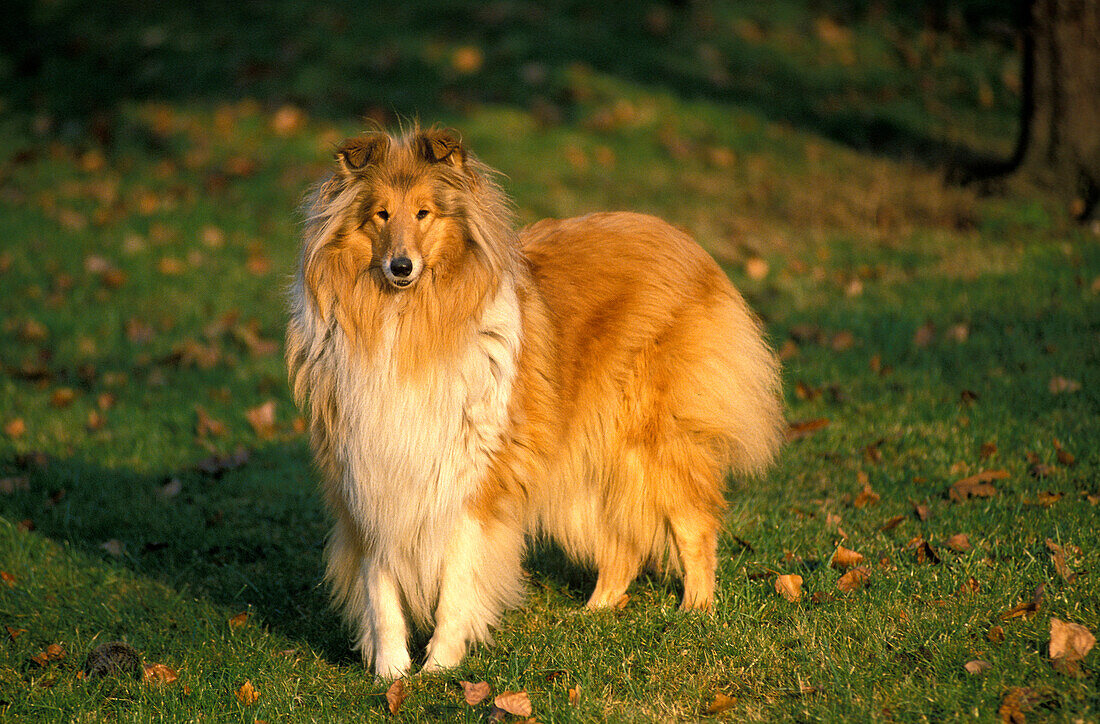 COLLIE DOG, ADULT STANDING ON GRASS