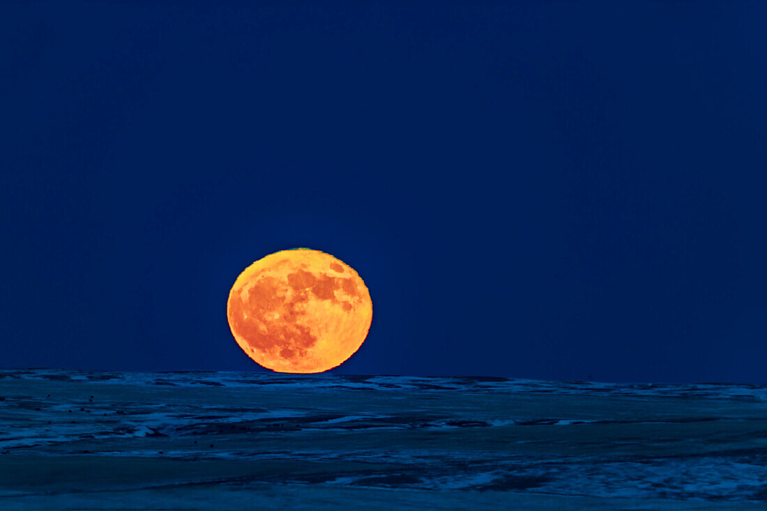 Der Vollmond geht am 22. Dezember 2018, dem Tag nach der Wintersonnenwende, bei vollkommen klarem Himmel und über dem fernen Horizont im Nordosten über der schneebedeckten Prärie auf. Links grasen einige Kühe! Der obere Rand des Mondes hat einen grünen Rand und der untere Rand einen roten Rand, der durch atmosphärische Brechung entsteht. Das ergibt einen weihnachtlich gefärbten Mondschmuck am Horizont! Das dunkle Mondgestein und sogar die hellen Strahlen, die von Tycho am unteren Rand auftreffen, sind sichtbar.