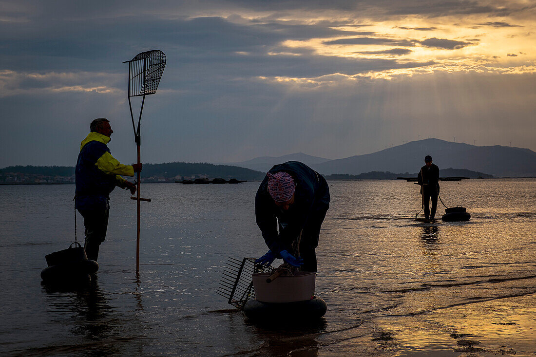 Muschelfischen, Arbeiter sammeln Muscheln am Strand von Arenal in der Ria von Arosa, in Pobra do Caraminal, Spanien