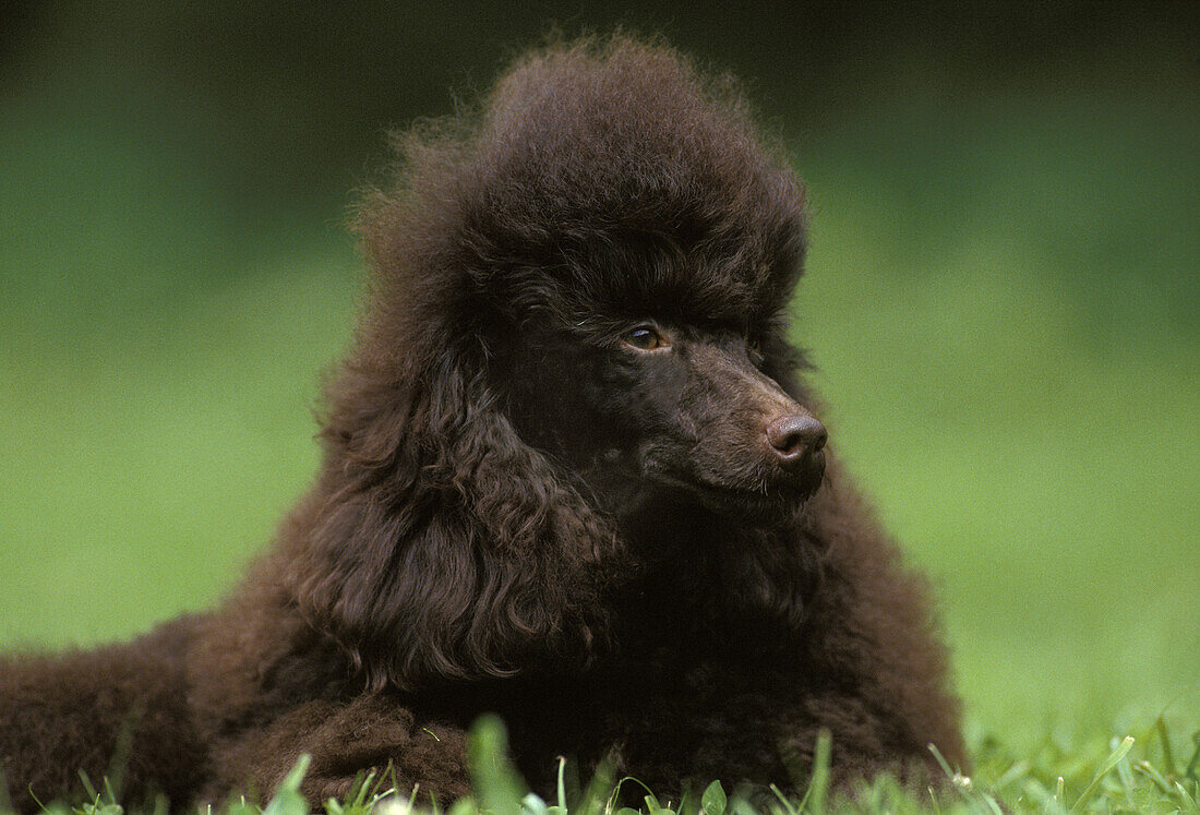 Schwarzer Standardpudel, Portrait eines auf Gras liegenden Hundes