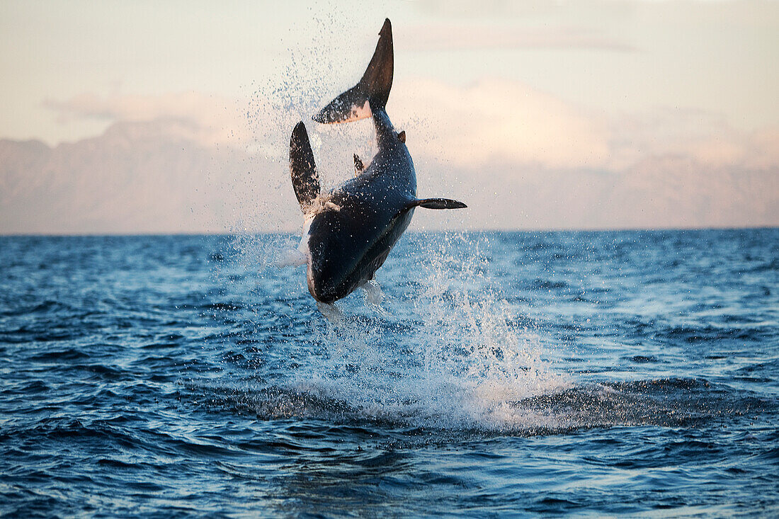 Weißer Hai, carcharodon carcharias, Erwachsener beim Brechen, False Bay in Südafrika