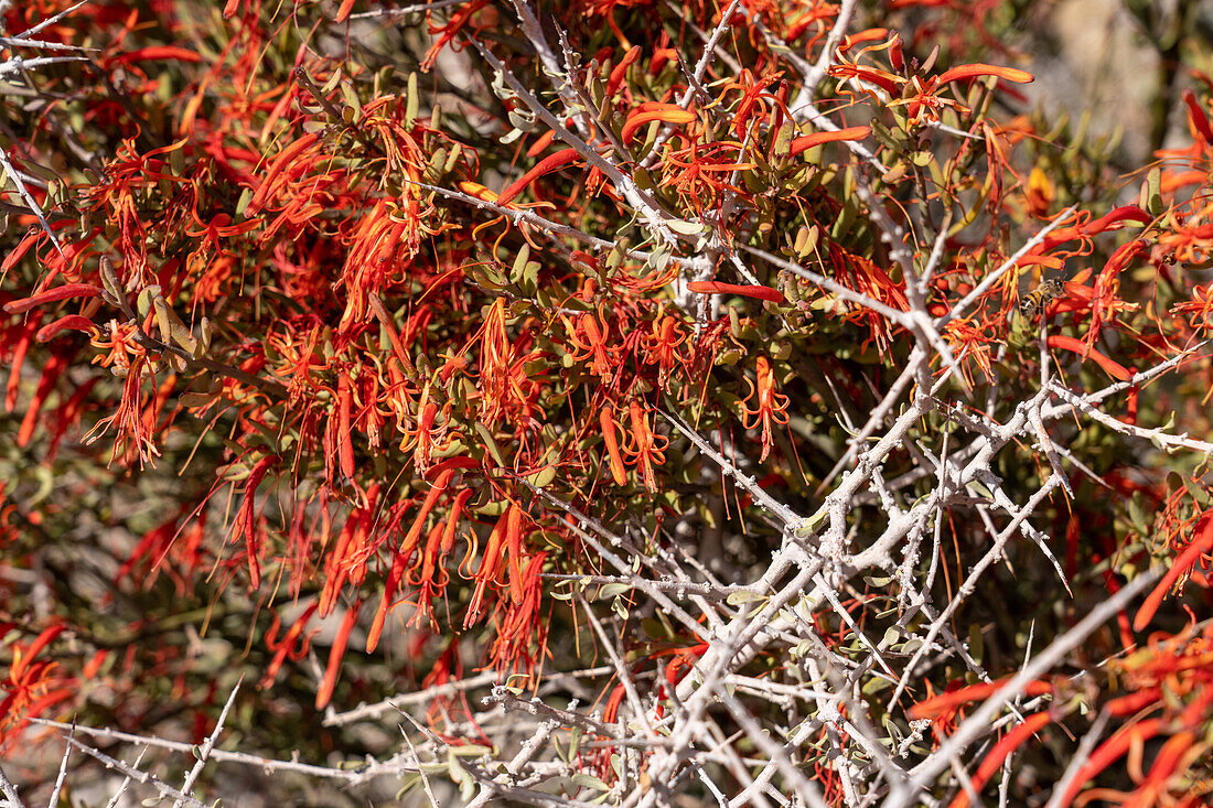 Bunte halbparasitäre Liga oder Argentinische Mistel, Ligaria cuneifolia, auf einem Strauch im El Leoncito National Park in Argentinien.