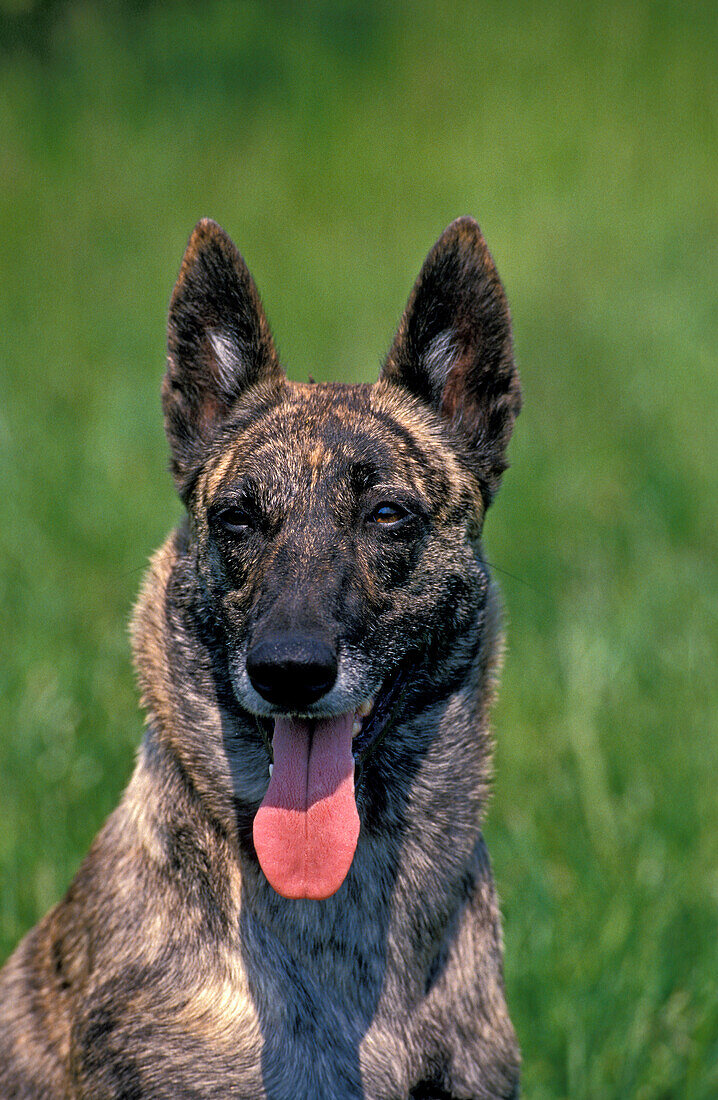 DUTCH SHEPHERD DOG, PORTRAIT OF ADULT WITH TONGUE OUT