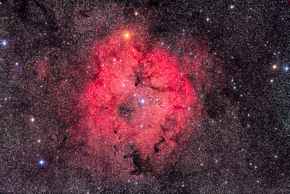 The large star-forming region of IC 1396 in Cepheus, taken September 5, 2018 from home in southern Alberta. The wide field includes the bright orange star Mu Cephei, or Herschel’s Garnet Star, at top. The Elephant Trunk Nebula is at centre. North is at top.