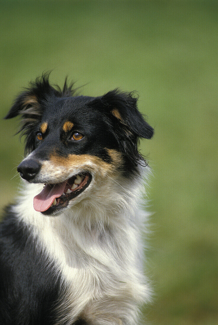 Porträt eines Border Collie Hundes