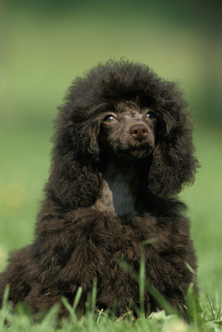 Schwarzer Standardpudel, Hund sitzt auf Gras