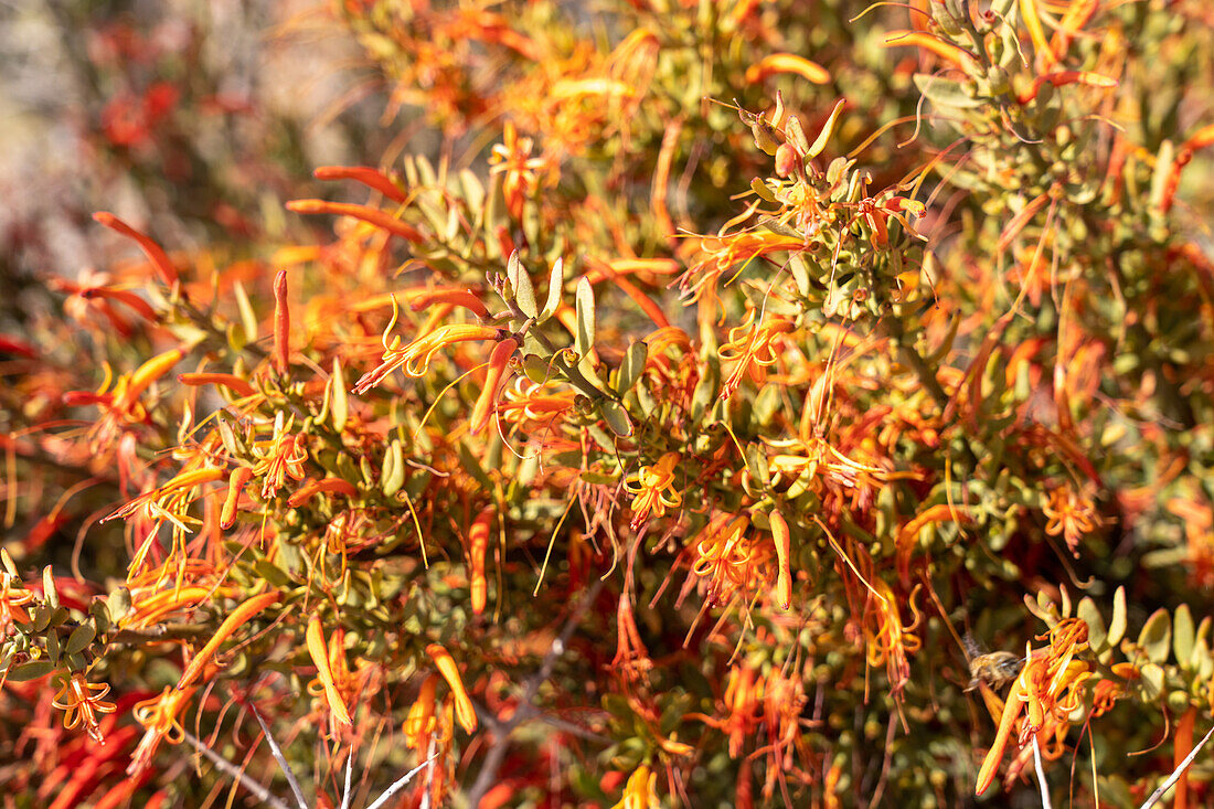 Bunte halbparasitäre Liga oder Argentinische Mistel, Ligaria cuneifolia, auf einem Strauch im El Leoncito National Park in Argentinien.