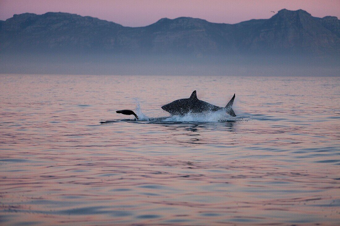 Weißer Hai, carcharodon carcharias, Erwachsener beim Brüten, Jagd auf eine südafrikanische Pelzrobbe, arctocephalus pusillus, False Bay in Südafrika