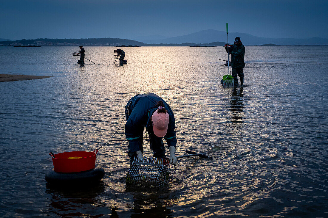 Muschelfischen, Arbeiter sammeln Muscheln am Strand Arenal in der Ria von Arosa, in Pobra do Caraminal, Spanien
