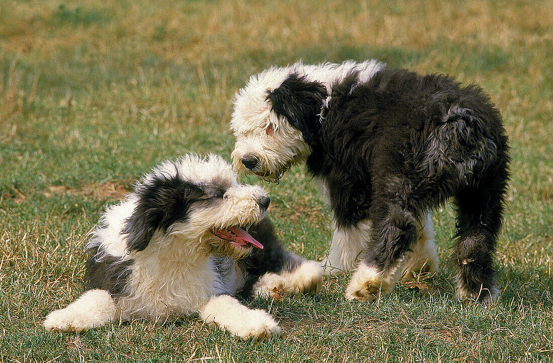 BOBTAIL-HUND ODER ALTER ENGLISCHER SCHAFFHUND, HÜNDCHEN AUF GRAS STEHEND