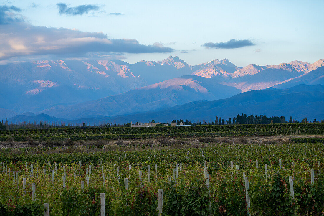 Weinberge und ein Weingut im Valle de Uco mit den Anden im Hintergrund. Tupungato, Provinz Mendoza, Argentinien.
