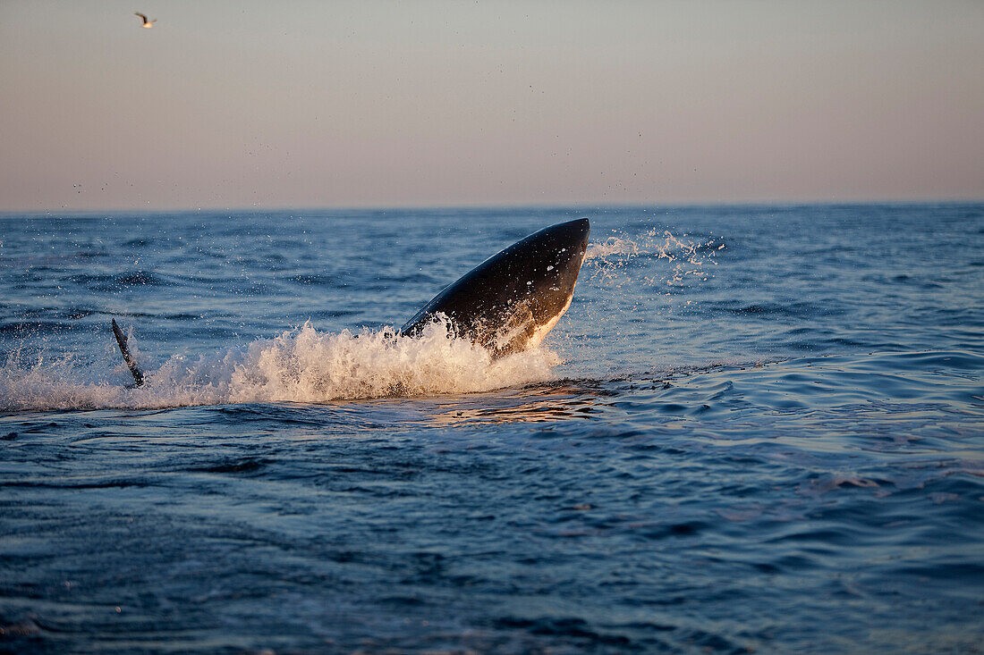 Great White Shark, carcharodon carcharias, Adult Breaching, False Bay in South Africa