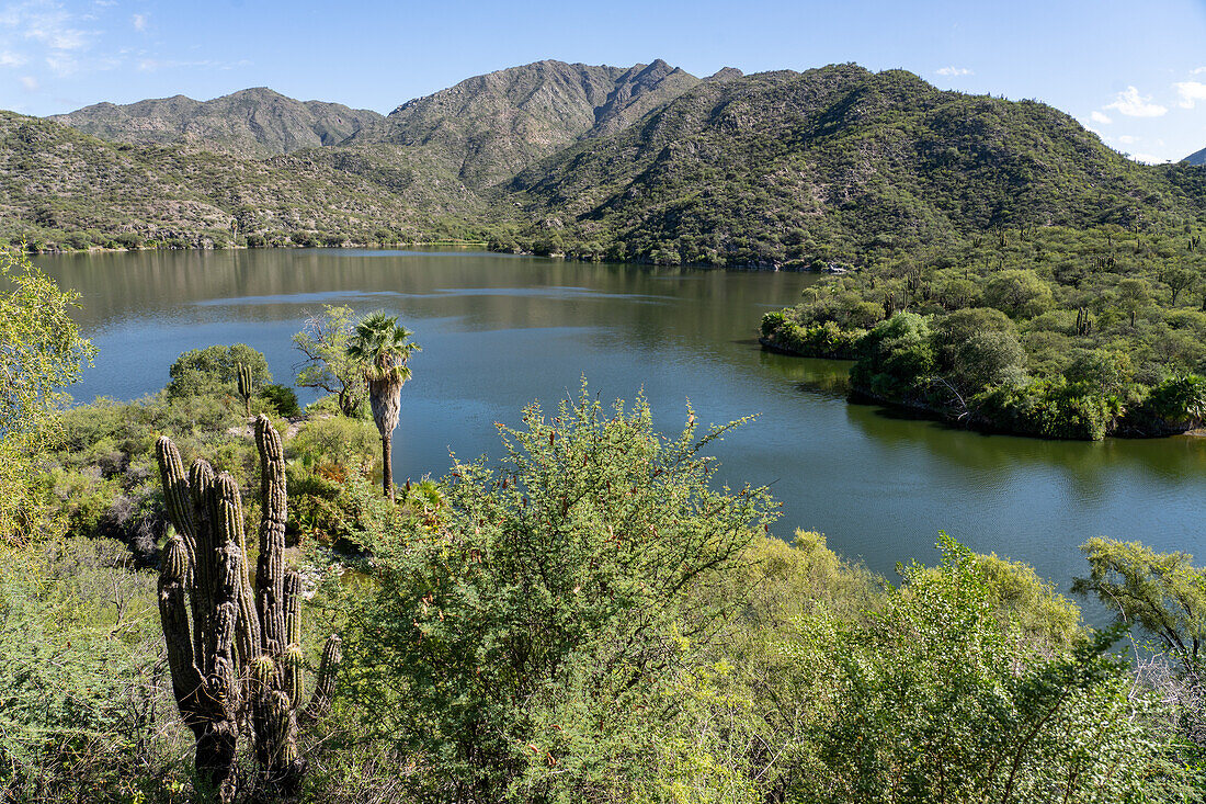 Cardon cactus, Trichocereus terscheckii, on the hillsides around a reservoir by Villa San Agustin in San Juan Province, Argentina.