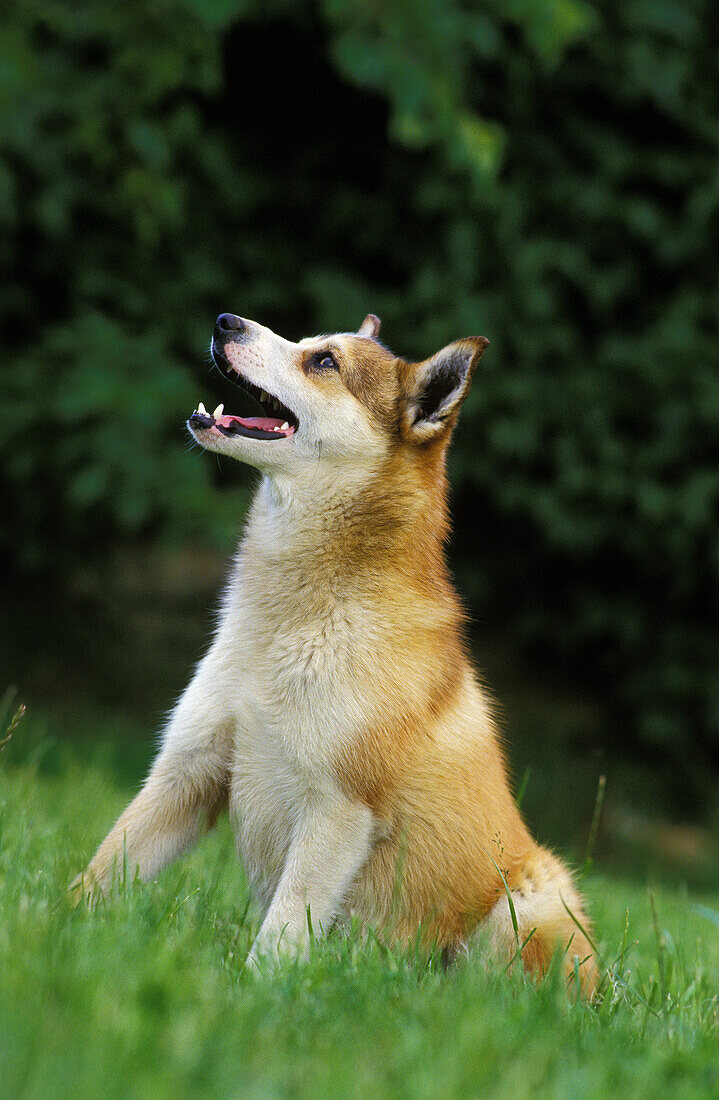 Norvegischer Lundehund Spitz, Hund auf Gras sitzend