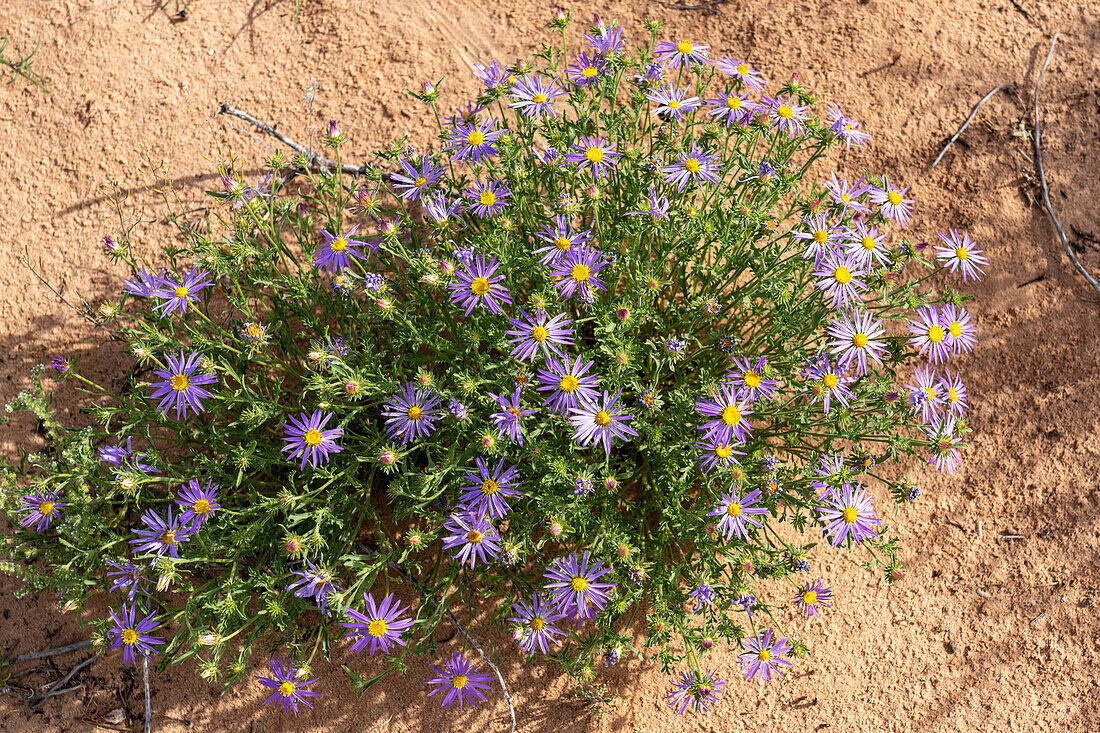 Tansy Aster, Machaeranthera tanacetifolia, in bloom in the San Rafael Desert near Hanksville, Utah.