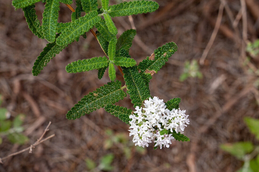 Ein blühender Beebrush, Aloysia castellanosii, in der Shimpa-Schlucht des Talampaya-Nationalparks in der Provinz La Rioja, Argentinien.