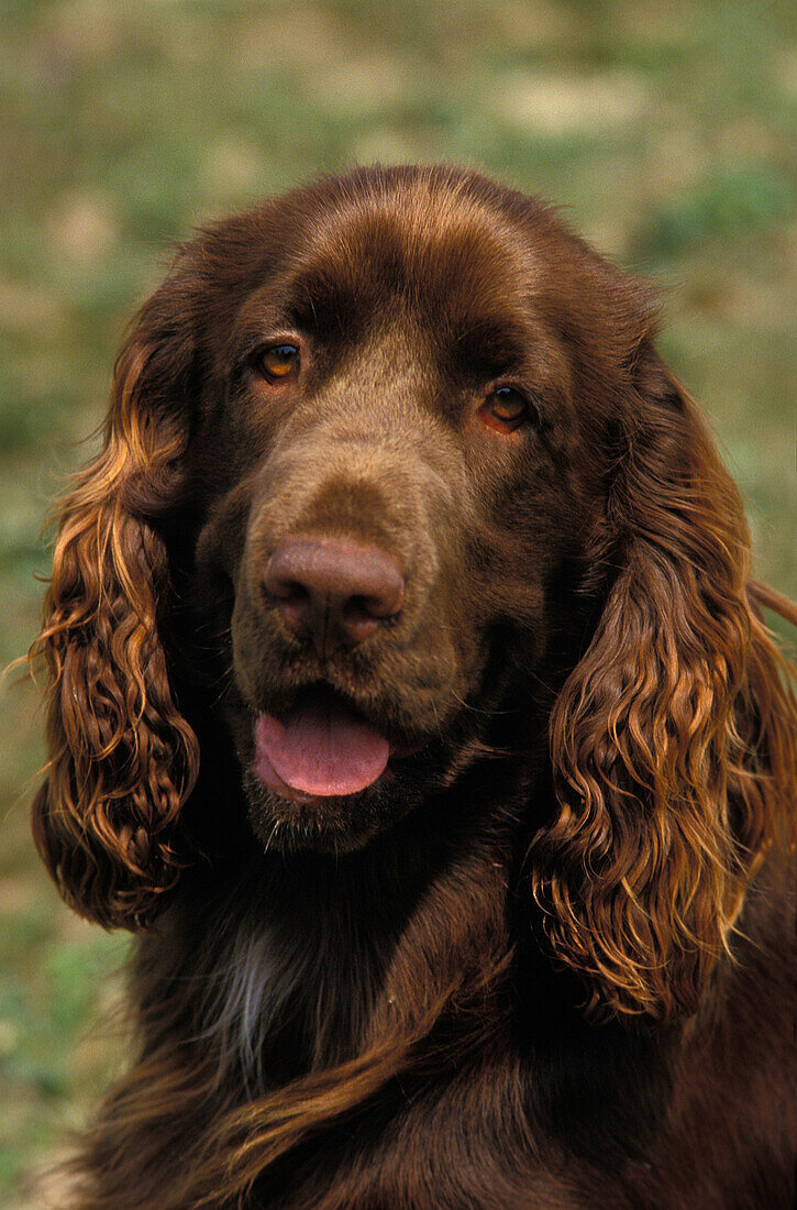 FIELD SPANIEL DOG, PORTRAIT OF ADULT