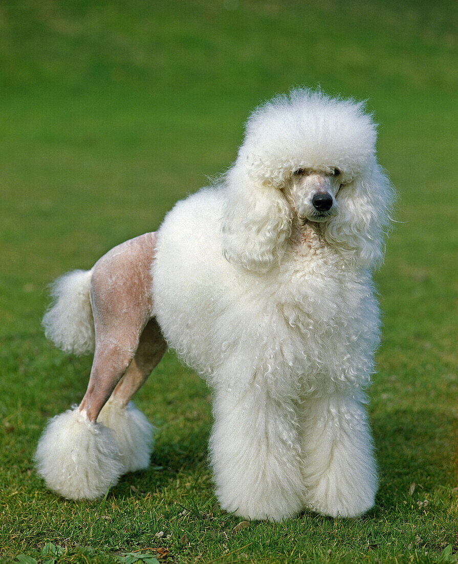 White Giant Poodle, Adult standing on Lawn