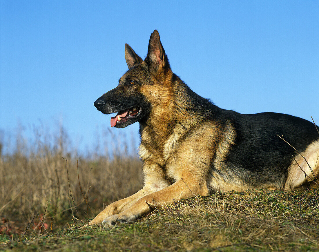 German Shepherd Dog laying