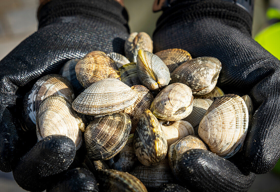 Muschelfischen, Arbeiter sammeln Muscheln am Strand von Arenal in der Ria von Arosa, in Pobra do Caraminal, Spanien