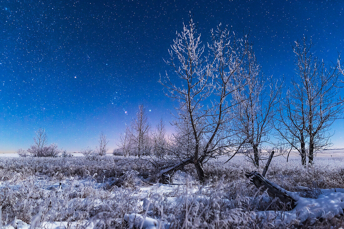 Orion rising in the moonlight over a snowy landscape behind frost-covered bare trees at my house in southern Alberta, on a very cold and frosty -20° C night on January 3, 2017. Illumination is from the waxing crescent Moon.