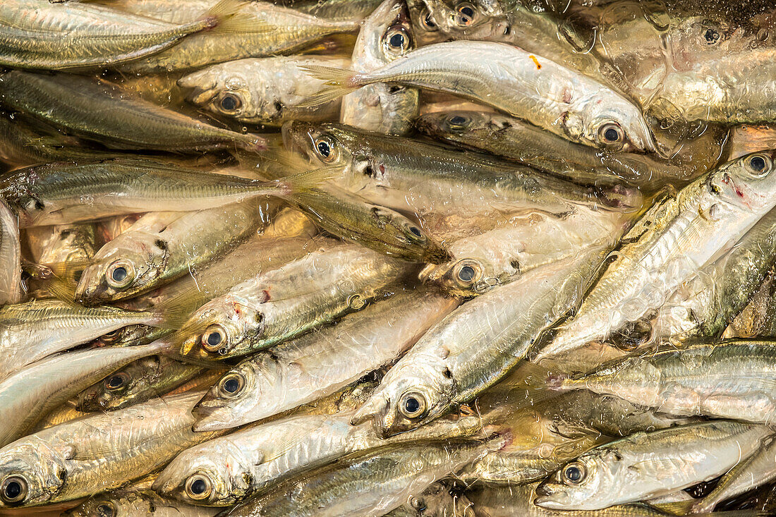 The Atlantic horse mackerel (Trachurus trachurus).Fish and seafood section, in Mercabarna. Barcelona´s Central Markets. Barcelona. Spain