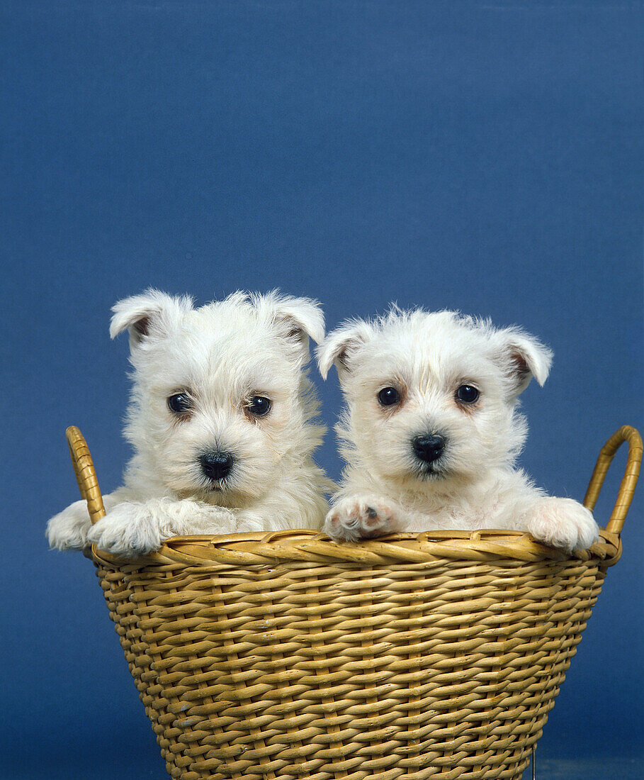 WEST HIGHLAND WHITE TERRIER, PUPPIES STANDING IN BASKET