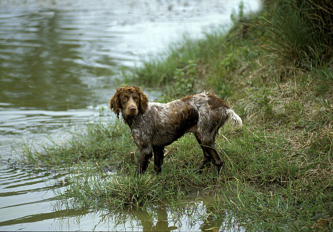 Pont Audemer Spaniel, ein französischer Rassehund