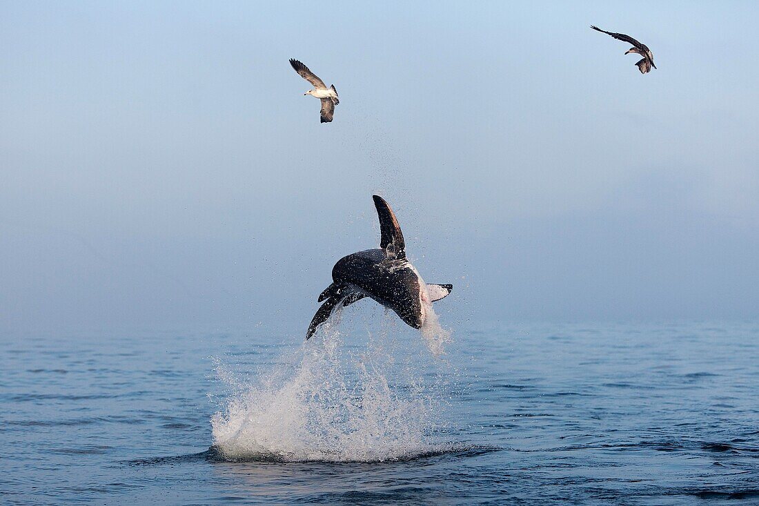 Great White Shark, carcharodon carcharias, Adult Breaching, False Bay in South Africa