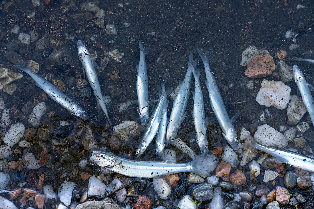 Tote Fische, die durch Sauerstoffmangel und steigende Wassertemperaturen getötet wurden, treiben in einem Stausee bei Villa San Agustin in der Provinz San Juan, Argentinien.