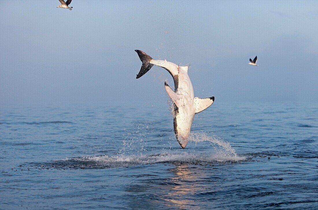 Great White Shark, carcharodon carcharias, Adult Breaching, False Bay in South Africa
