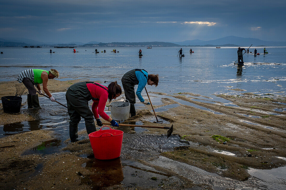 Shellfishing, workers collecting shellfish at the Arenal beach in the Ria of Arosa, in Pobra do Caraminal, Spain
