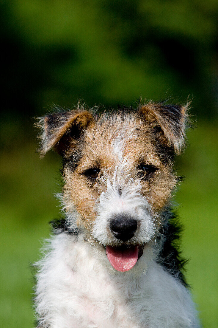 WIRE-HAIRED FOX TERRIER PUPPY