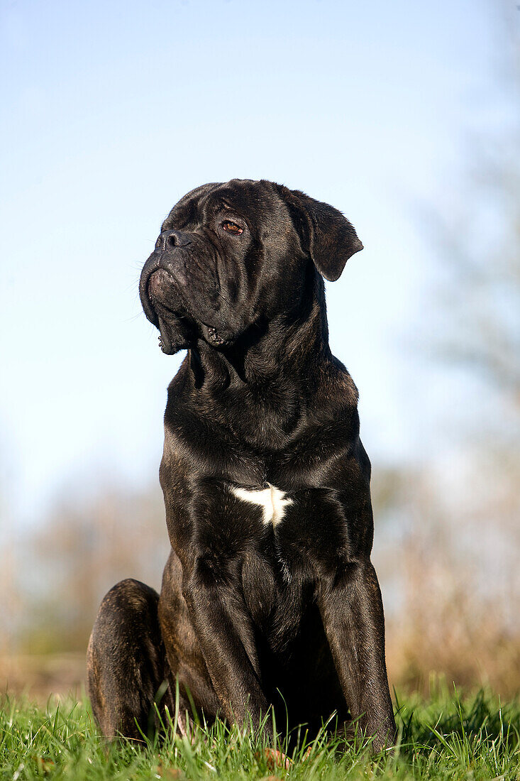 CANE CORSO, A DOG BREED FROM ITALY, ADULT SITTING ON GRASS